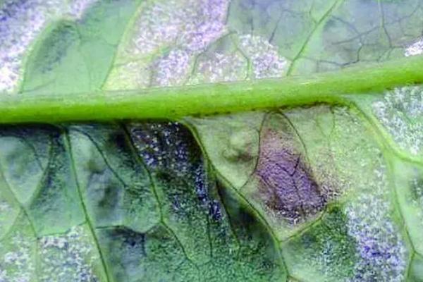 冬天大棚蔬菜容易发生什么病害，包括灰霉病、菌核病、细菌性流胶病、霜霉病