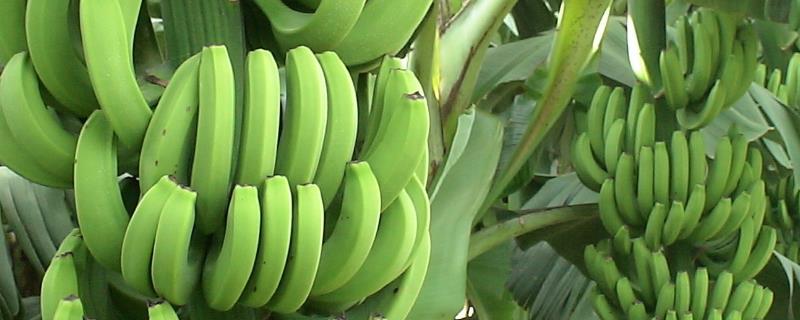 香蕉的繁殖方法，可地下茎切块繁殖或吸芽繁殖