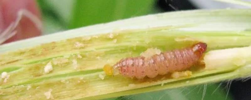 如何杀死玉米钻心虫，幼虫和成虫的灭杀方式不同