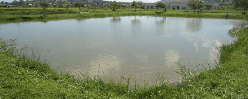 死水池塘如何养鱼，需选择草鱼、鲶鱼等品种作为养殖对象
