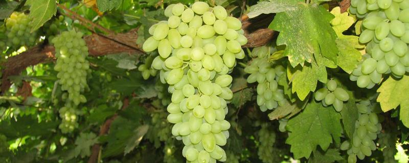 吐鲁番的葡萄何时成熟，通常在8月份下旬成熟收获