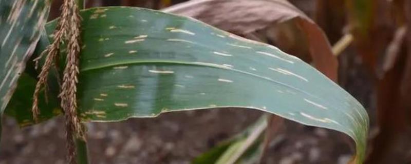 玉米圆斑病的症状以及如何防治，籽粒和苞叶上面会长满黑色霉层