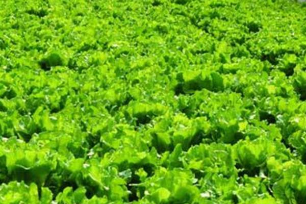 夏季种植蔬菜如何预防高温，与高秆作物进行套种可起到遮阳降温的效果