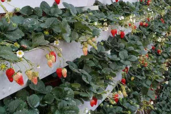 大棚草莓发生冻害补救措施，及时清除受冻的花、果及花序
