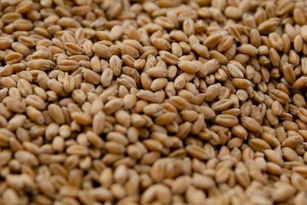 大麦和小麦种子怎预防病害，播种前要剔除瘪粒和病粒