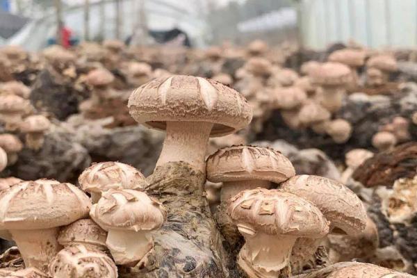 冬天怎么种植及管理香菇，用热水浸泡菇块可加快菇蕾的拱出速度