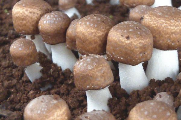 冬天怎么种植及管理香菇，用热水浸泡菇块可加快菇蕾的拱出速度