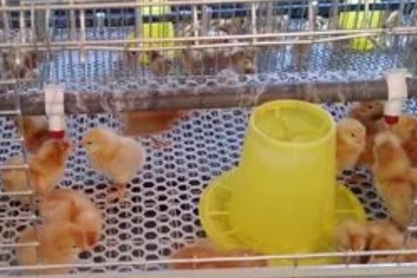 怎么对刚孵化的雏鸡喂水，可在温开水中添加葡萄糖进行饲喂