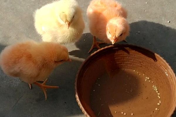 怎么对刚孵化的雏鸡喂水，可在温开水中添加葡萄糖进行饲喂