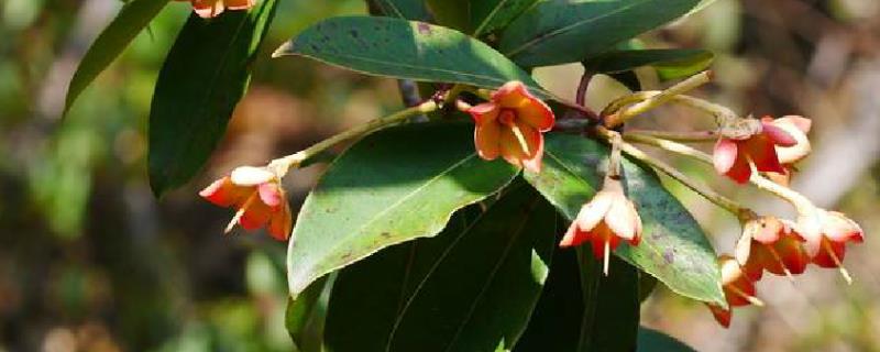 茶梨的形态特征，叶簇生枝顶、花朵聚生于枝端及叶腋