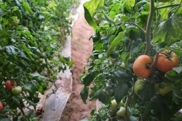 怎么预防秋番茄的四种生理性病害，需根据具体类型采取针对性措施