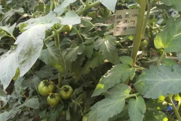 怎么预防秋番茄的四种生理性病害，需根据具体类型采取针对性措施
