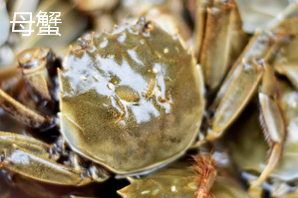 母蟹的蟹黄是什么，是它的卵巢和消化腺