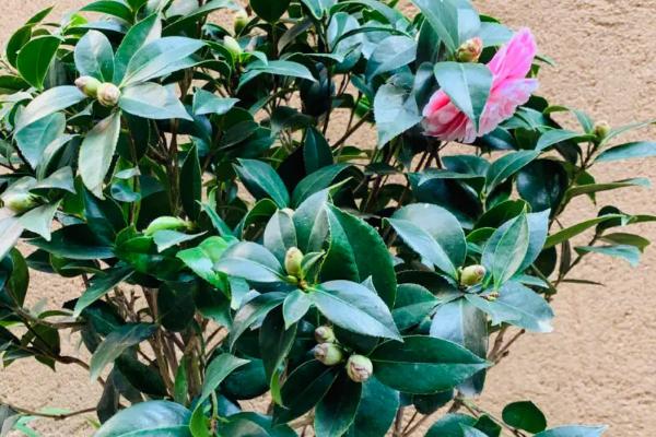 盆栽茶花春季管理技术，弱酸性的水有利于其生长