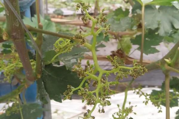 阴雨天葡萄花期如何防病虫，做好花期前后的枝蔓管理
