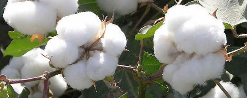 棉花黄萎病的防治措施，需增加有机质肥料的投入