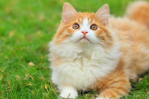猫肚子中出现寄生虫有何症状，一般具有毛发粗乱、失去光泽等表现