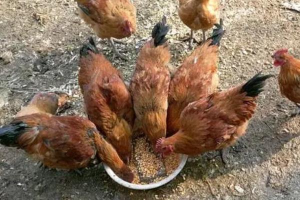 鸡每天需要吃沙子吗，在饲料中添加适量沙子对鸡生长有利