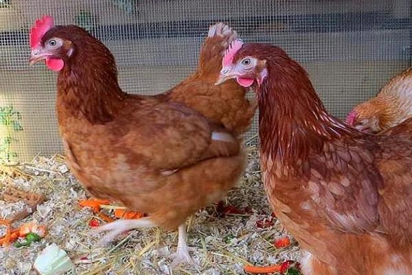 鸡每天需要吃沙子吗，在饲料中添加适量沙子对鸡生长有利