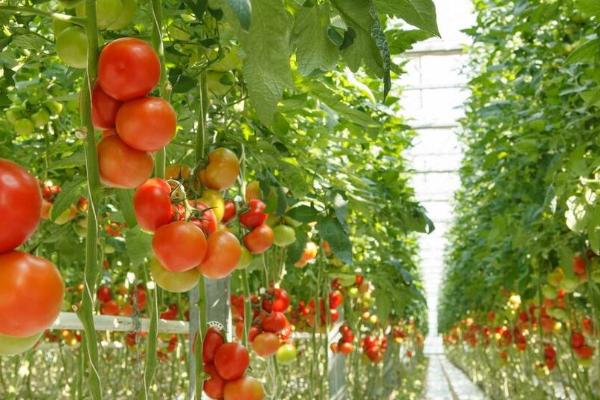 种植番茄如何调节光照，加宽行距可以改善透光条件