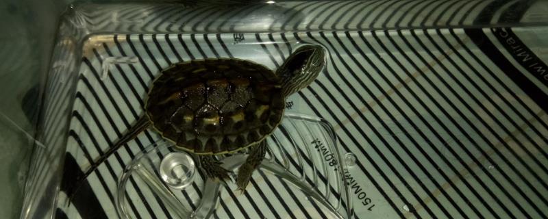 为什么珍珠龟不吃东西，水温低于20℃会停止进食