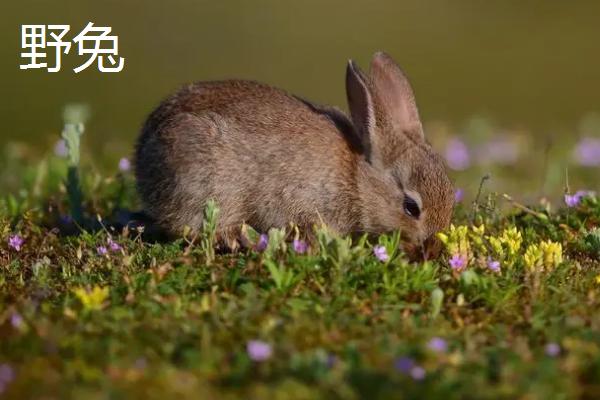 家兔和野兔能不能杂交，二者的染色体具有较大差异无法进行杂交