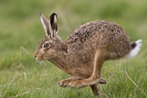 家兔和野兔能不能杂交，二者的染色体具有较大差异无法进行杂交