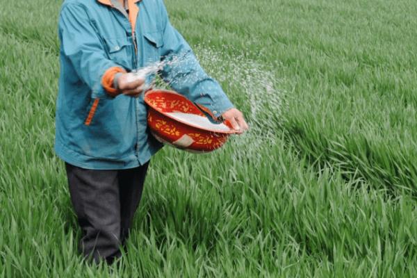 小麦拔节肥如何追施以及有什么作用，江淮稻茬麦区可追施6-8公斤尿素