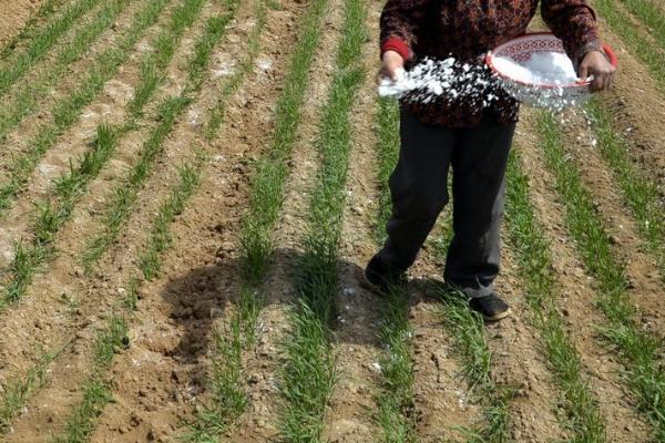 小麦拔节肥如何追施以及有什么作用，江淮稻茬麦区可追施6-8公斤尿素