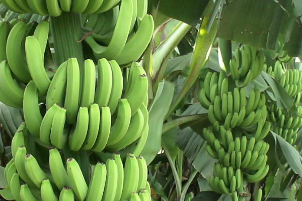香蕉受冻后的处理方法，要早施重施促芽肥