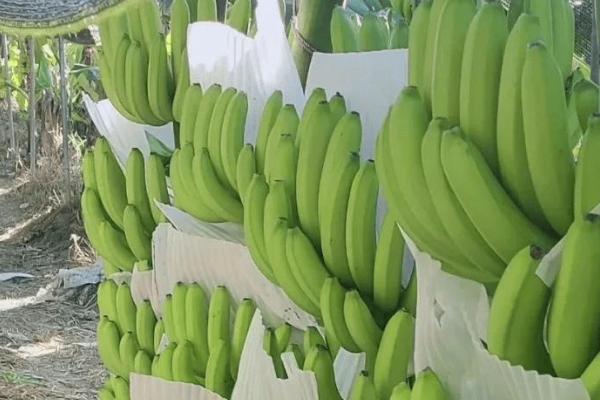 香蕉受冻后的处理方法，要早施重施促芽肥