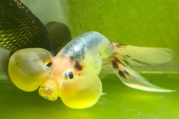 水泡金鱼的水泡为什么会破，可能是水位太深导致的