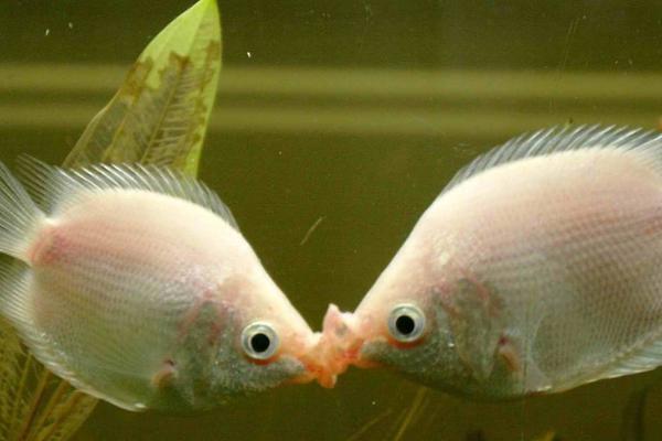 接吻鱼为什么会接吻，接吻其实是在争夺地盘