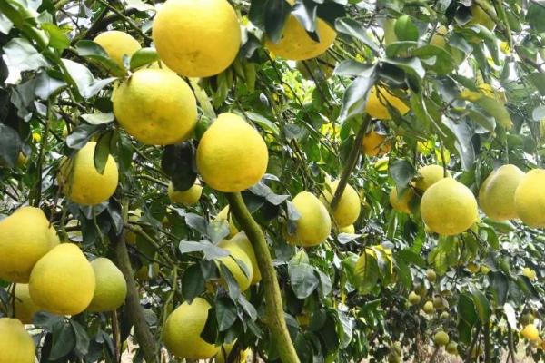怎么对蜜柚使用镁肥，可在膨大期进行叶面喷施