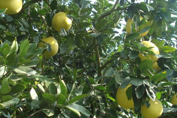 怎么对蜜柚使用镁肥，可在膨大期进行叶面喷施