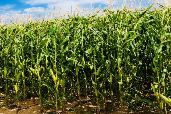 玉米空秆的原因，气候和管理不当都会导致