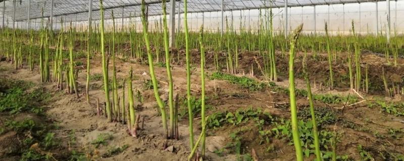 芦笋种植技术，种植前需浸种