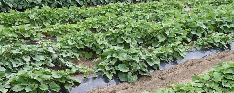 甘薯高产施肥管理技巧，农家肥为主化肥为辅