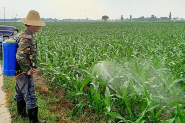 玉米使用菌肥的好处，是丰产丰收的有力保障