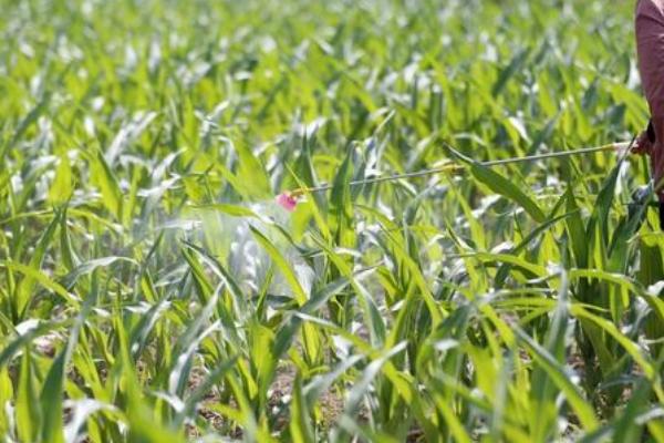 玉米使用菌肥的好处，是丰产丰收的有力保障