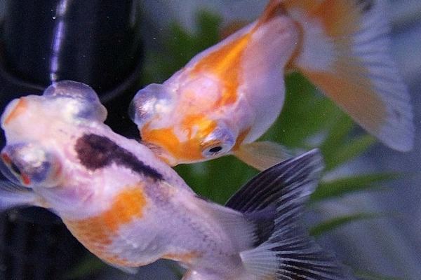 金鱼一个月不喂食会死吗，不会死但可能会停止发育