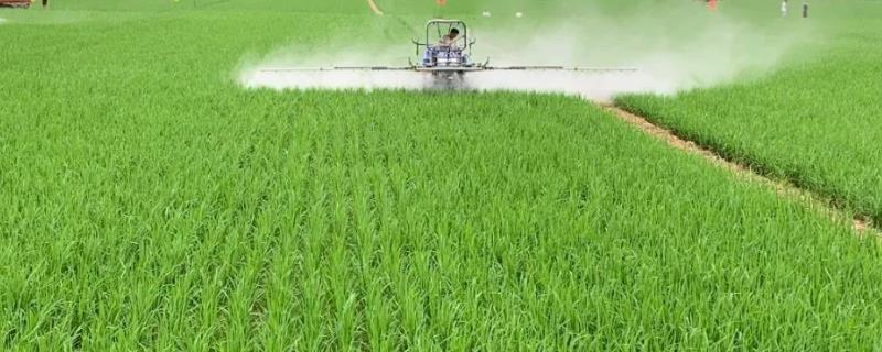 水稻对哪些农药敏感，比如二苯醚类、有机氯等农药