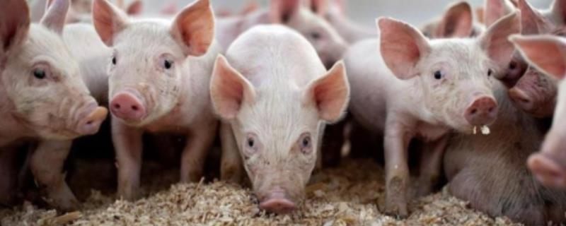 猪的寿命，家猪平均不超过2年就被宰杀
