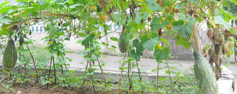 种植南瓜如何正确浇水，必须适时灌溉