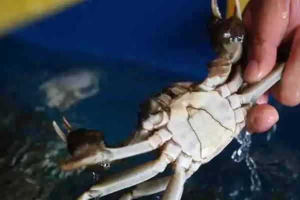 螃蟹死了还能吃吗，死亡时间越久越不能食用