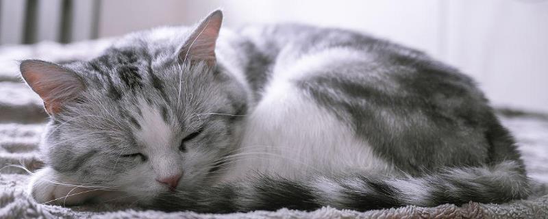 猫咪睡觉为什么把身体卷成团，缺乏安全感和环境温度低都会导致
