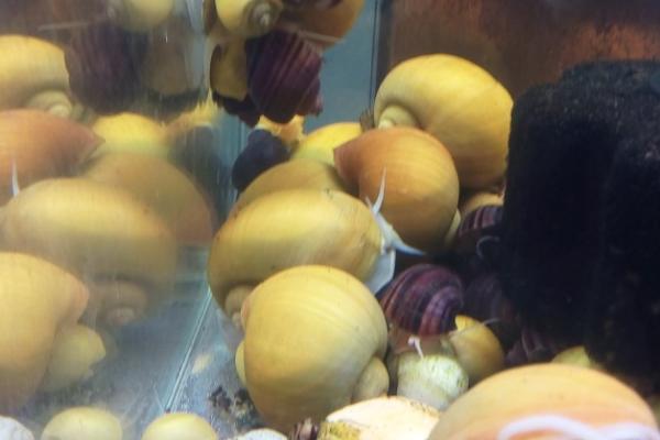 黄金螺的卵如何孵化，将水温控制在20-25℃可自然孵化