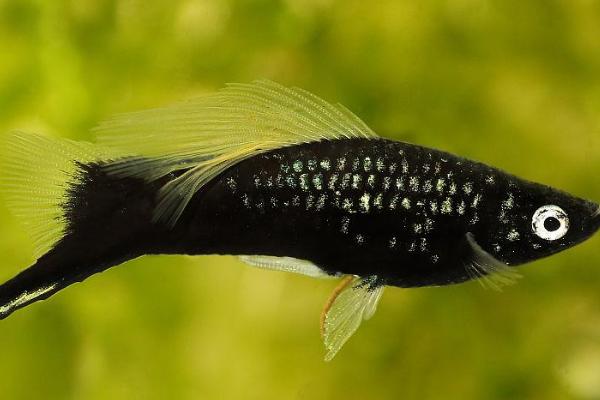 容易爆缸繁殖的鱼种有哪些，包括孔雀鱼、黑裙鱼等品种