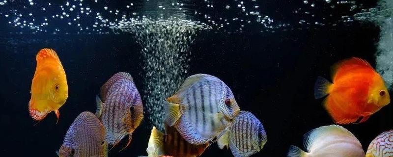 七彩神仙鱼如何区分公母，可从体型、外观和颜色来区分