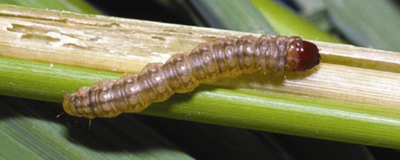 玉米螟虫危害症状，叶片上会被啃食出一排排孔洞
